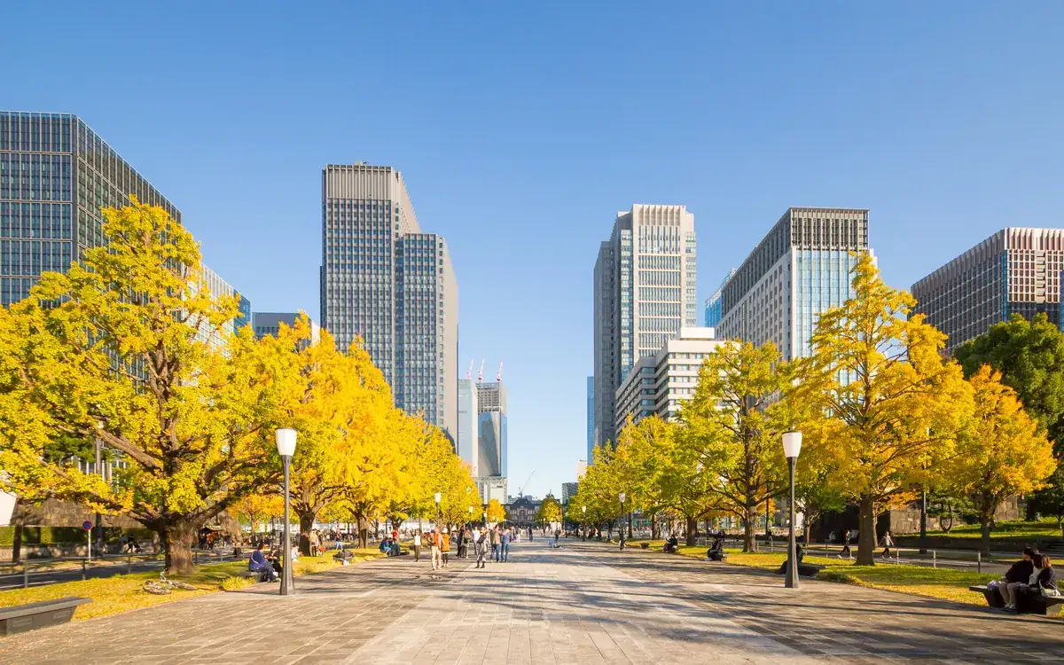 Office towers of Tokyo's Marunouchi financial district behind autumn ginkgo trees (illustrative photo)
